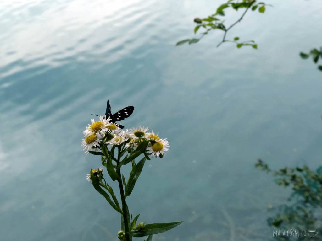 Mariposa sobre flores. Lagos de Plitvice Croacia, colores verdes