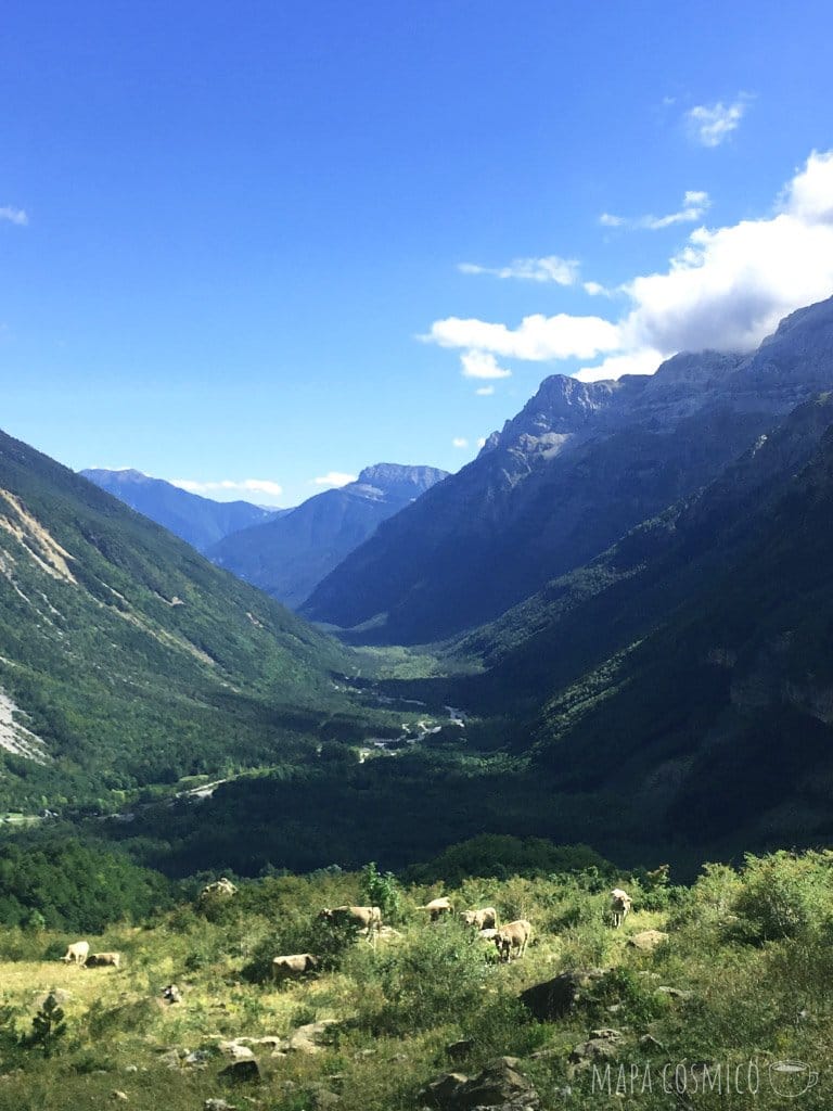 Pirineos: caminata con bueyes en el valle de pineta